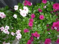 元気な花