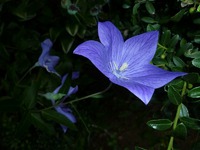 元気な花