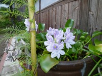 元気な花