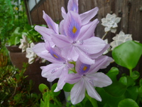 庭の花たち