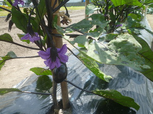 野菜畑