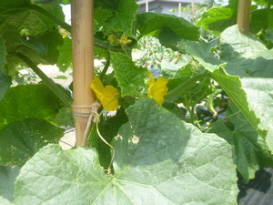 野菜畑