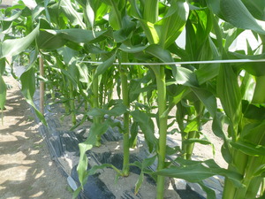 野菜畑
