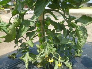 野菜畑