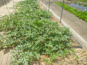 野菜畑