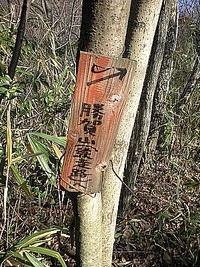 お使いLSD