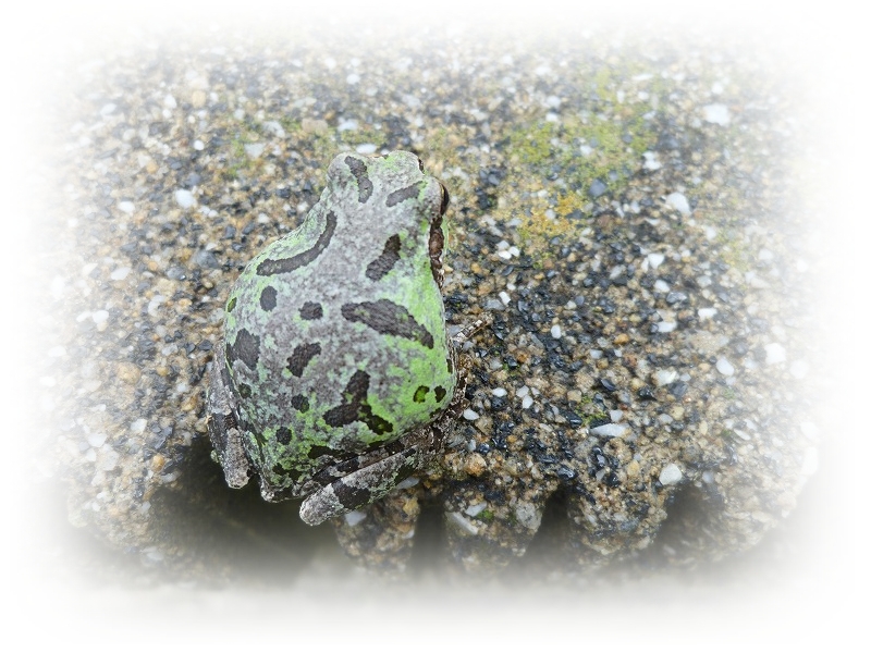 カエルを観察