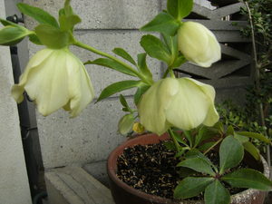 見頃の花