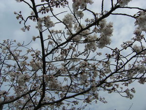 見頃の花