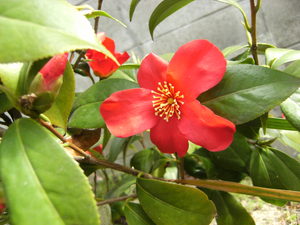 見頃の花