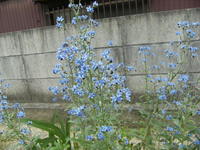 花便り