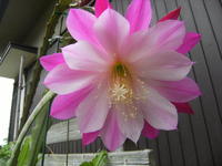 花便り