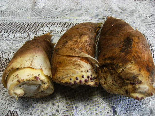 筍