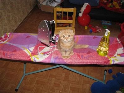 シュールな動物達２～