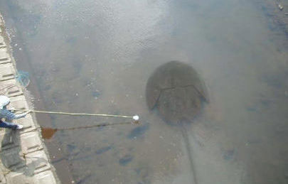 デカッ！な水中動物