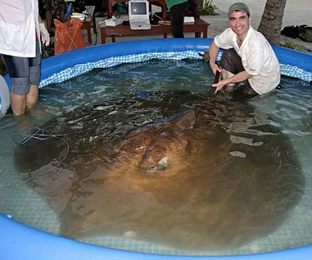 デカッ！な水中動物