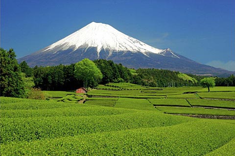 これぞ日本！って画像