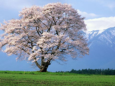 これぞ日本！って画像