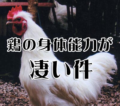 鶏の能力が凄い件