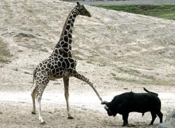 シュールな動物達２～