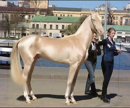 面白画像と猫が好き W B 世界一美しい馬がマジ美しい件