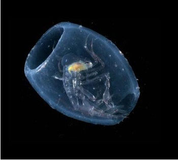 深海がキモイ件