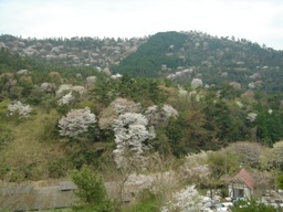 五色台は桜が満開♪