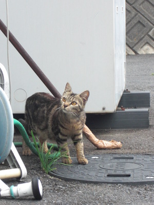 ポンちゃんファミリー