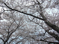 お花見でカワユス♪
