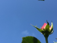 即興演劇、やります。