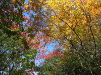 屋島の紅葉
