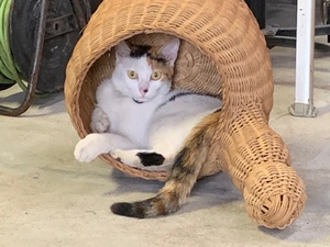 ミケくつろぎ中