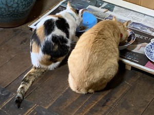 お母さん猫みーことミケお食事中