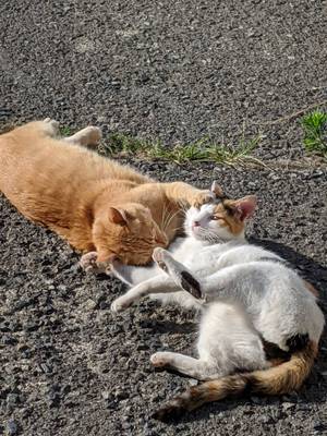 お母さん猫みーことミケ