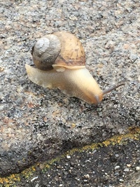お久しぶりだね、カタツムリ)^o^(