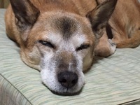 我が家のハッピー