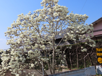花はいいね！