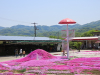芝桜！きれいや