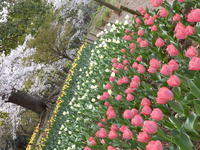 春の花