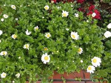 春の花