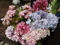 いくつ　芽が・・