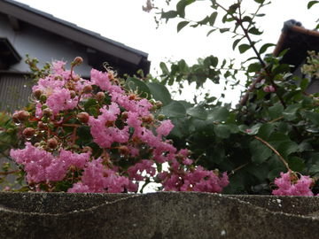 ひ孫に会えないよ