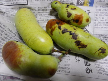 無残なポポ