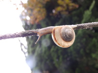 でんでんむし綱渡り