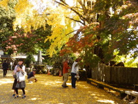紅葉綺麗だわ！