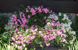 初夏の花が咲き始めました①