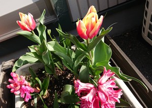遅くに植えたチューリップ