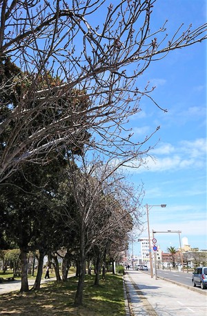牡丹桜がたくさん