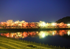 水面にうつる桜が幻想的
