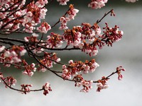 綾歌町の寒桜！